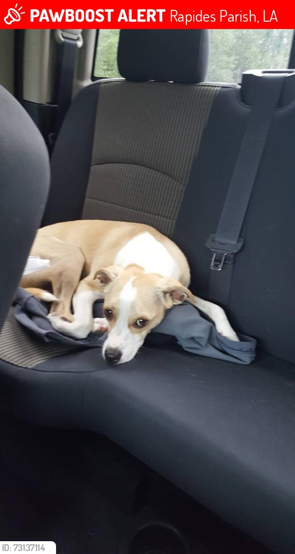 Lost Male Dog last seen Holiday Park Neighborhood, Rapides Parish, LA 71360
