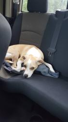 Lost Male Dog last seen Holiday Park Neighborhood, Rapides Parish, LA 71360