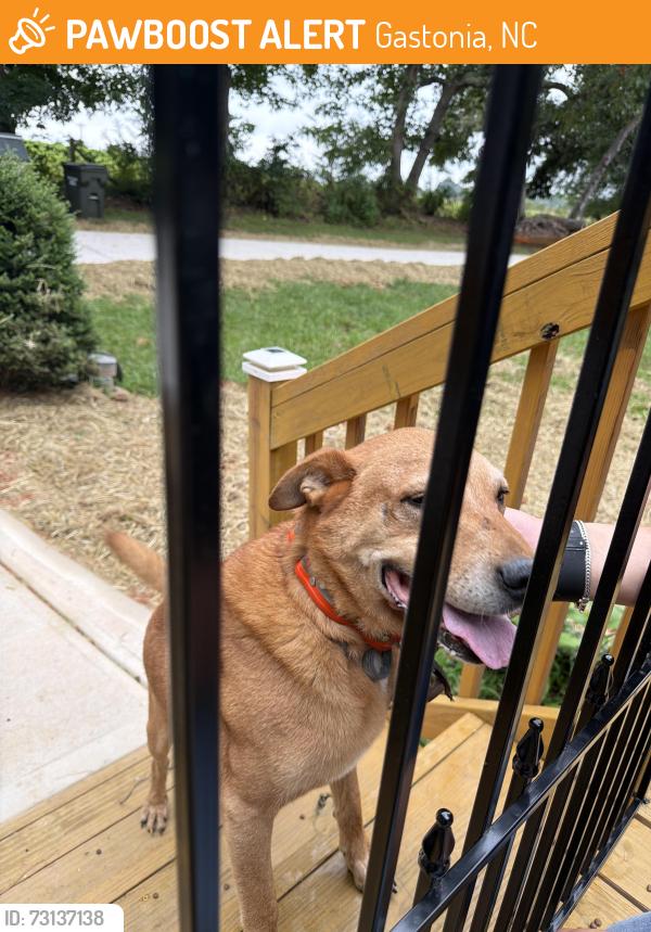 Found/Stray Male Dog last seen Mallard ln, crowders creek, Gastonia, NC 28052