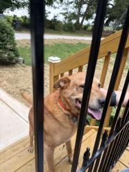 Found/Stray Male Dog last seen Mallard ln, crowders creek, Gastonia, NC 28052