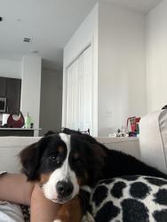 Reunited Female Dog last seen Skyline Drive, McKinney, TX 75071
