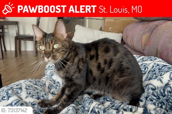 Lost Male Cat last seen Near casa grande drive, St. Louis, MO 63146