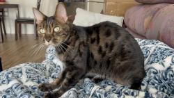 Lost Male Cat last seen Near casa grande drive, St. Louis, MO 63146
