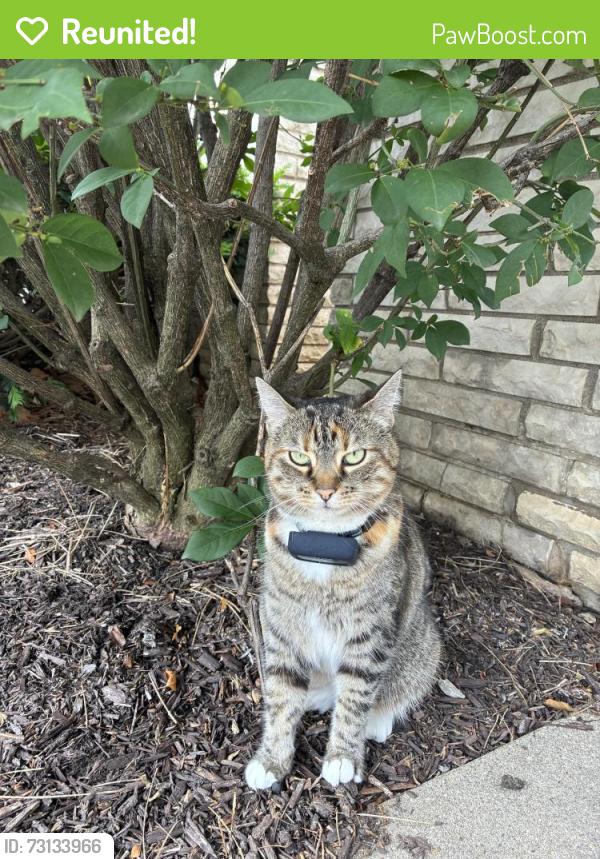 Reunited Female Cat last seen Pulaski & 99th, Oak Lawn, IL 60453