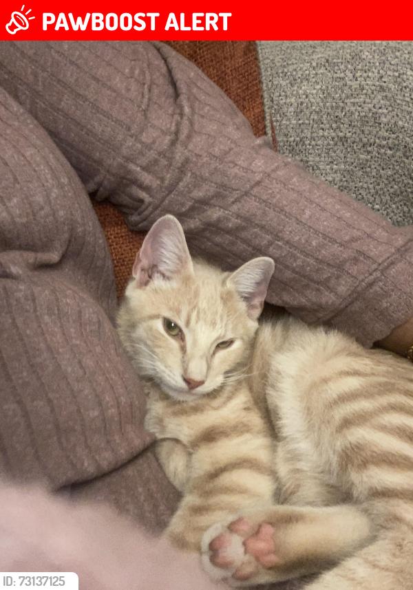 Lost Male Cat last seen Ellen road roundabout by the flts, Buckinghamshire, England 