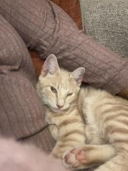 Lost Male Cat last seen Ellen road roundabout by the flts, Buckinghamshire, England 