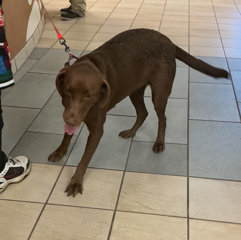 Shelter Stray Female Dog last seen Near Hawk Avenue, VIRGINIA BEACH, VA, 341 S Birdneck Rd, Virginia Beach, VA 23451, USA