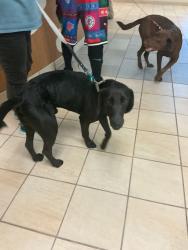 Shelter Stray Male Dog last seen Near Hawk Avenue, VIRGINIA BEACH, VA, 341 S Birdneck Rd, Virginia Beach, VA 23451, USA