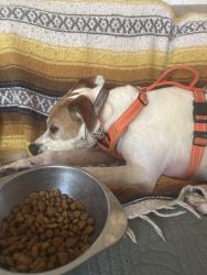 Reunited Female Dog last seen Edgewood ave and Walton Ave, Richmond, VA 23222