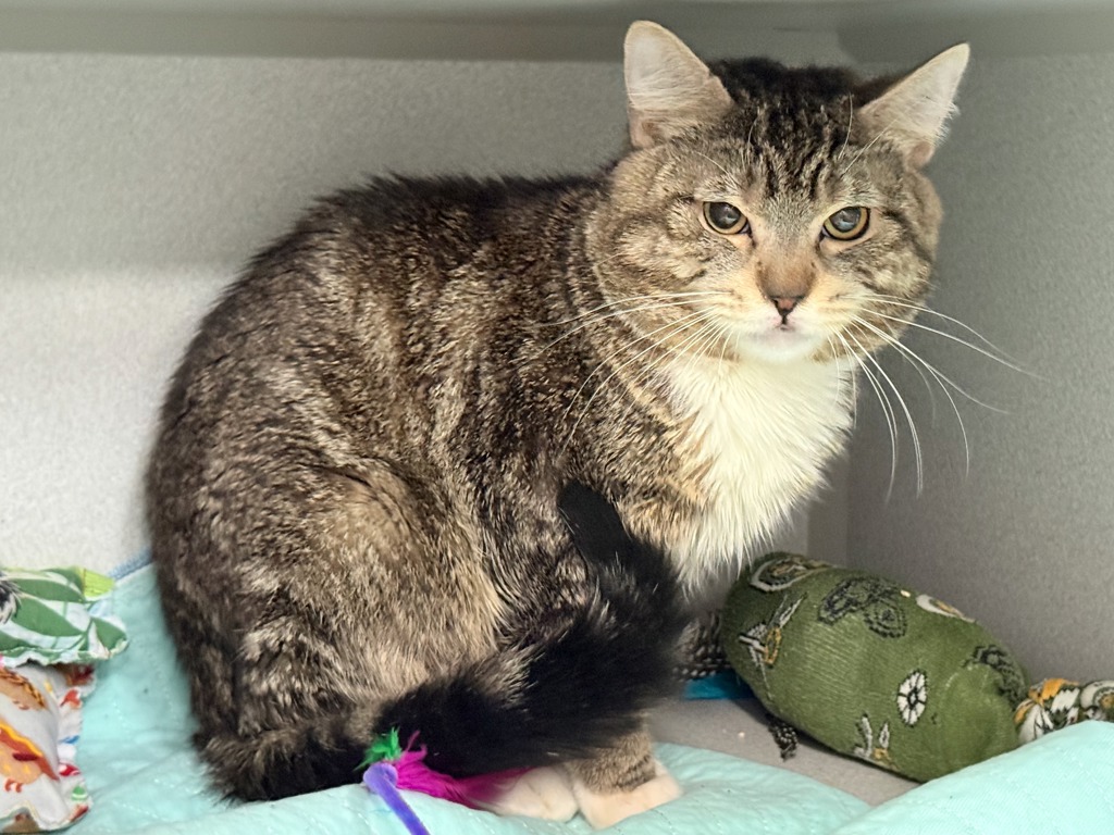 Shelter Stray Male Cat last seen Near Broadway, BRONX, NY, 10463, 326 E 110th St, New York, NY 10029, USA