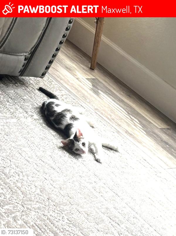 Lost Male Cat last seen Near, Maxwell, TX 78656
