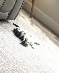 Lost Male Cat last seen Near, Maxwell, TX 78656