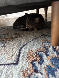 Found/Stray Unknown Cat last seen 2nd and Maclay, Harrisburg, PA 17102