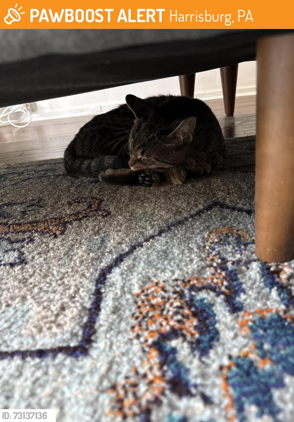 Found/Stray Male Cat last seen 2nd and Maclay, Harrisburg, PA 17102
