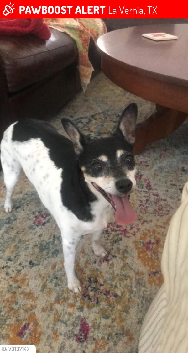 Lost Female Dog last seen Dollar Tree, La Vernia, TX 78121