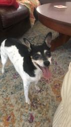 Lost Female Dog last seen Dollar Tree, La Vernia, TX 78121