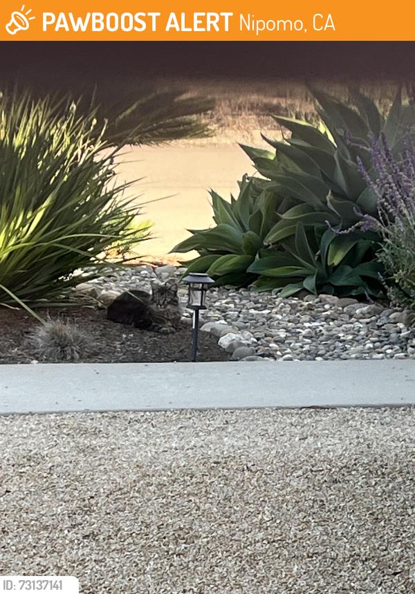 Found/Stray Unknown Cat last seen Knotts St and Avocado, Nipomo, CA 93444