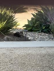 Found/Stray Unknown Cat last seen Knotts St and Avocado, Nipomo, CA 93444
