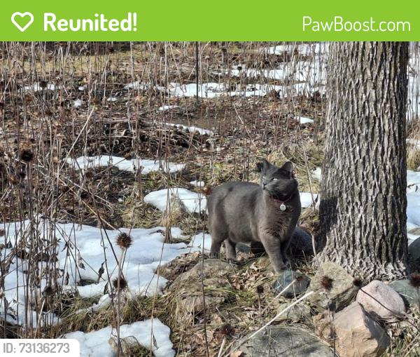 Reunited Male Cat last seen Wakefield Drive & Amherst Lane, Eden Prairie, MN 55346