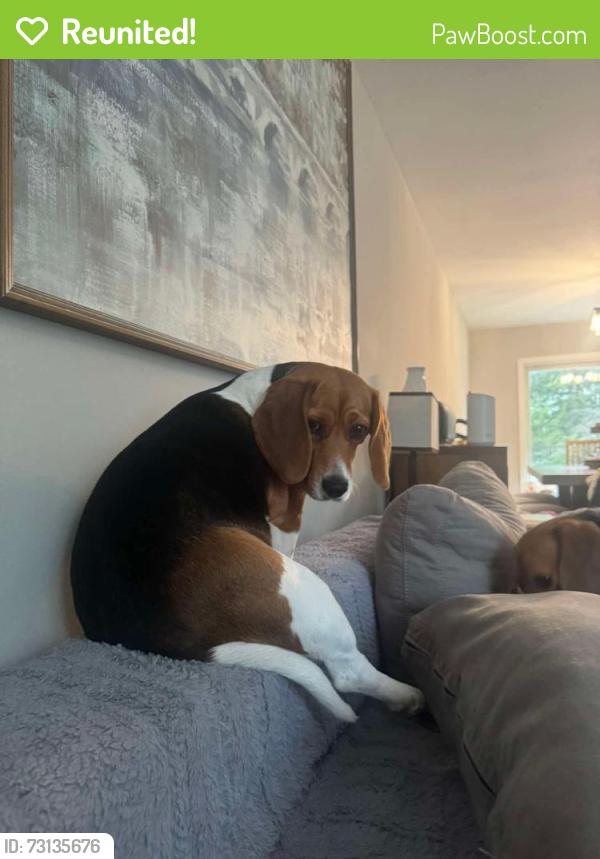 Reunited Female Dog last seen Park ave Randolph Nj, Randolph, NJ 07869