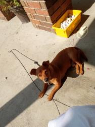 Lost Male Dog last seen Granville horse trails, Granville, TN 38564