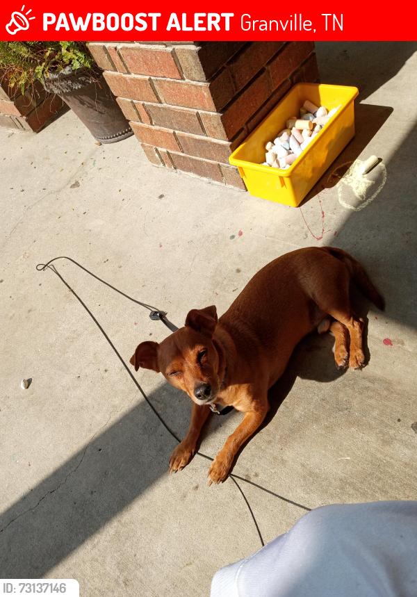 Lost Male Dog last seen Granville horse trails, Granville, TN 38564