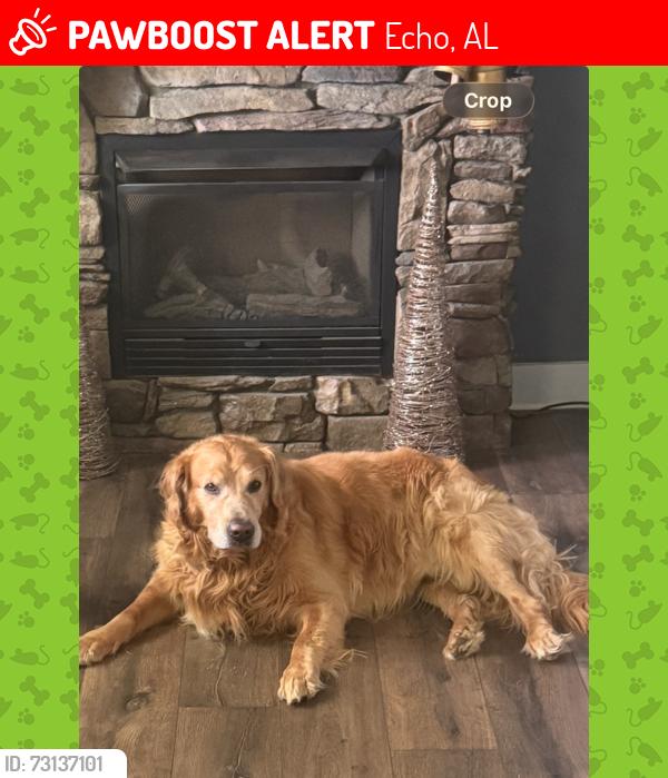 Lost Male Dog last seen County Road 83 and Hwy 27, Echo, AL 36350