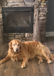 Lost Male Dog last seen County Road 83 and Hwy 27, Echo, AL 36350
