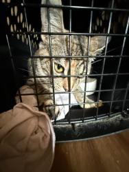 Reunited Female Cat last seen East Ave N, Battle Creek, MI 49017