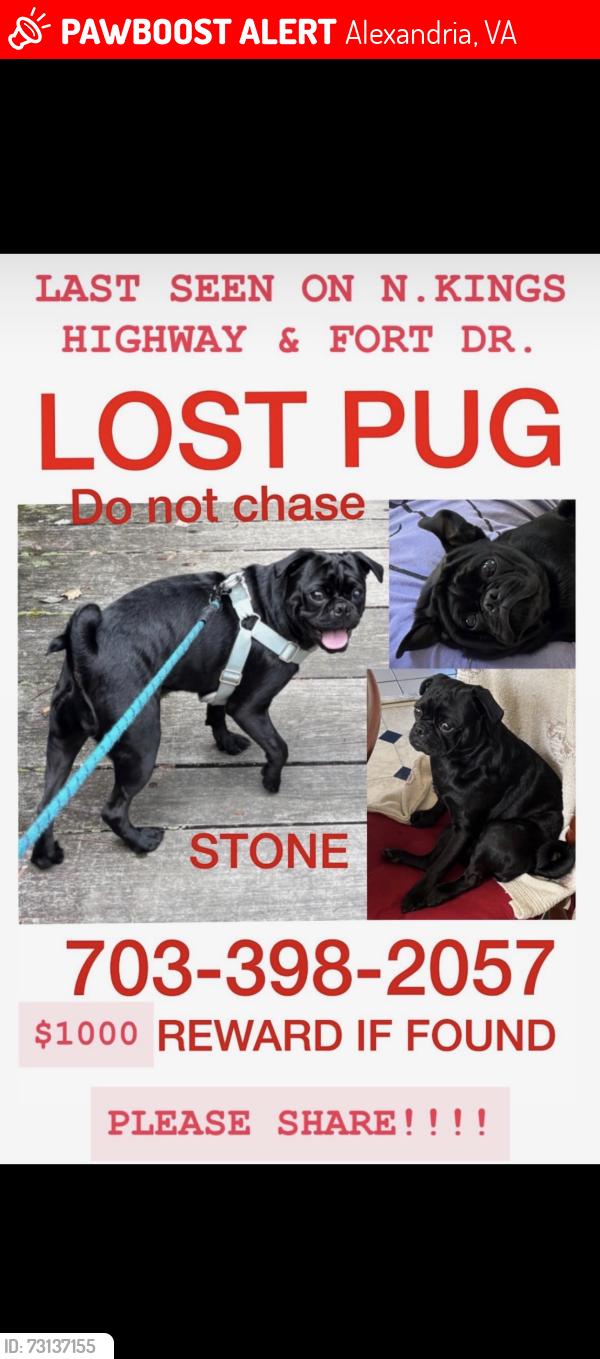 Lost Male Dog last seen North kings highway, Alexandria, VA 22303