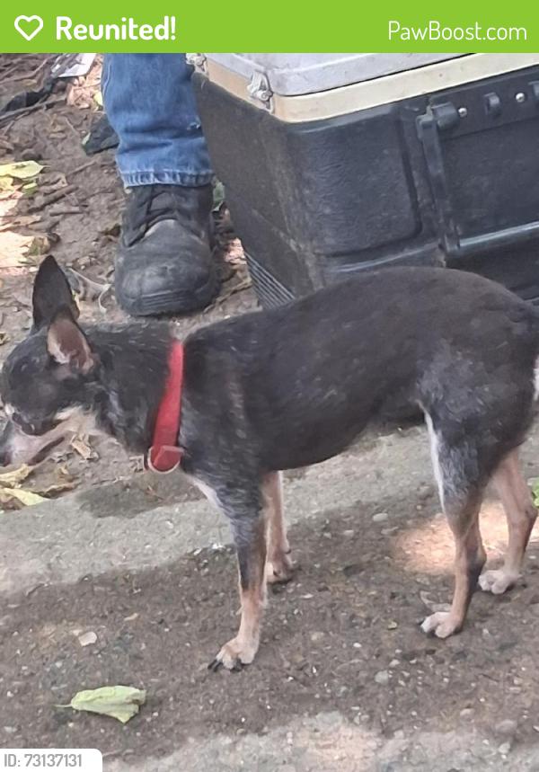 Reunited Female Dog last seen Near Sullivant Ave, Columbus, OH 43204, USA, Columbus, OH 43204