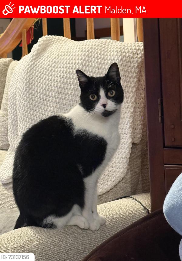 Lost Female Cat last seen Wallace st, Malden, MA 02148