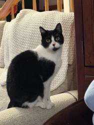Lost Female Cat last seen Wallace st, Malden, MA 02148