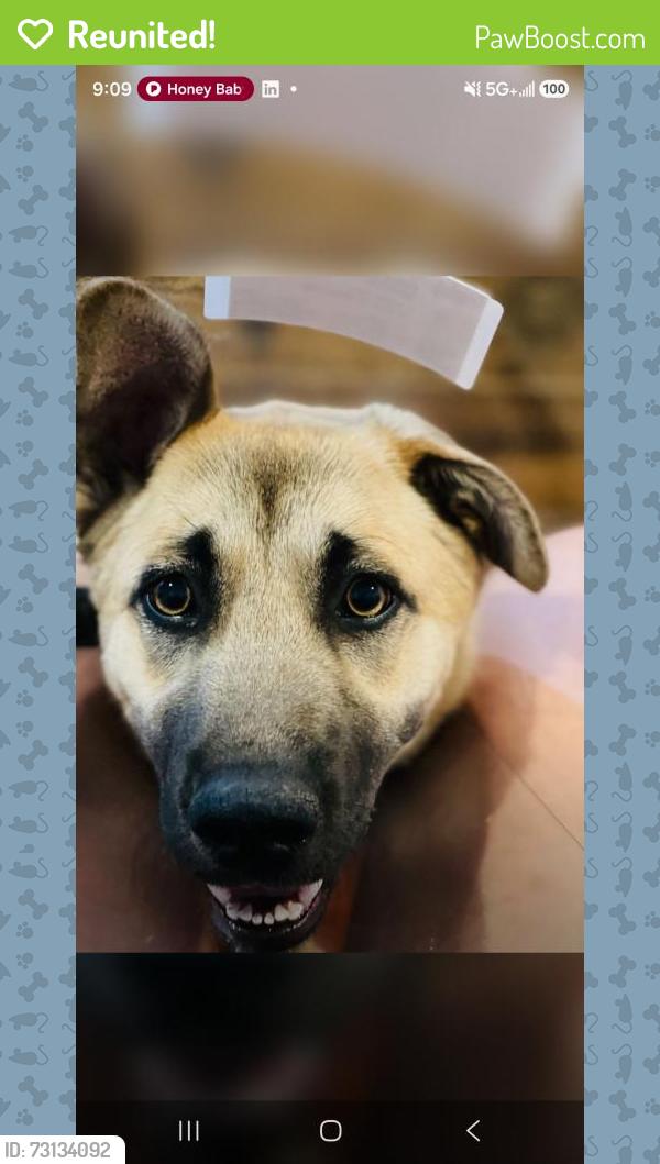 Reunited Female Dog last seen Othello Ave. And Enesco Ave., San Jose, CA 95122