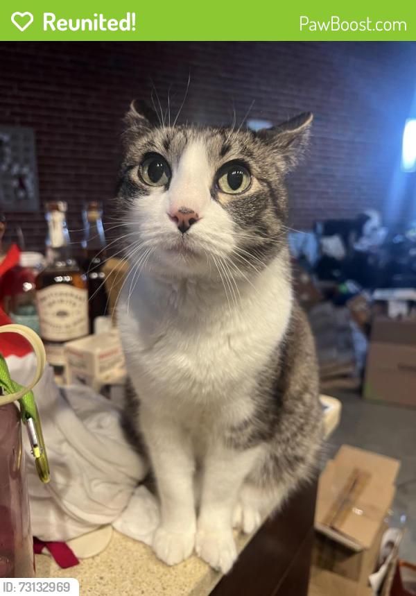 Reunited Female Cat last seen Briar Ridge Dr and Piping Rock Trl, Austin, TX 78748