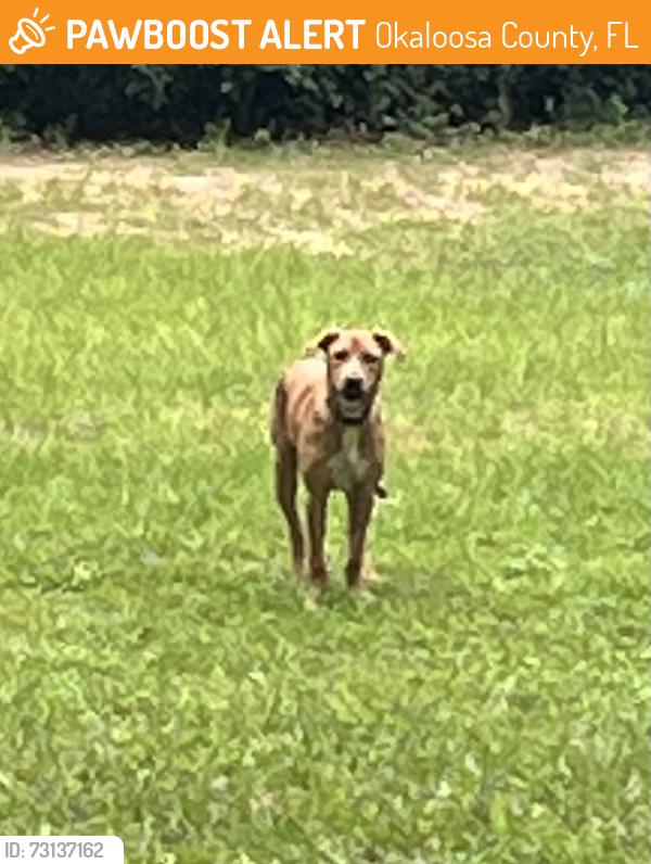 Found/Stray Male Dog last seen 4th st holt fl, Okaloosa County, FL 32564