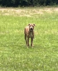 Found/Stray Male Dog last seen 4th st holt fl, Okaloosa County, FL 32564