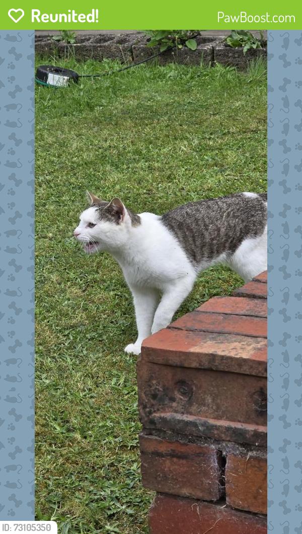 Reunited Male Cat last seen Buckingham Road, Cheadle Hulme, England 