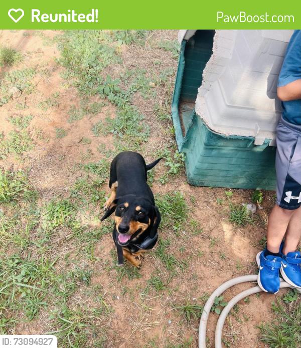 Reunited Male Dog last seen Allsups, Walmart Neighborhood Market, Cook’s Garage, Lubbock, TX 79424