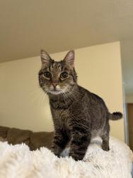 Reunited Male Cat last seen Adventureland Dr and 17th Ave, Altoona, IA 50009