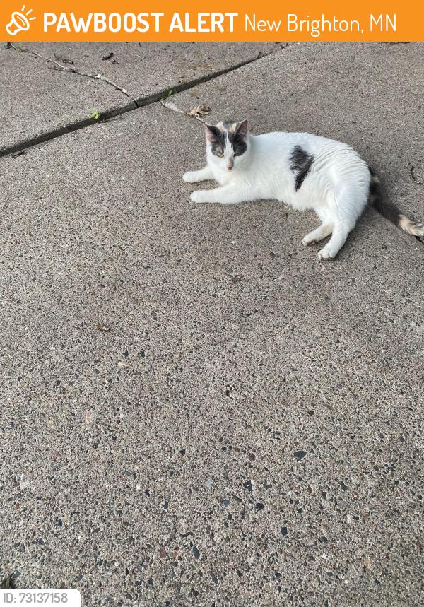 Found/Stray Unknown Cat last seen South Innsbruck Neighborhood, New Brighton, MN 55112