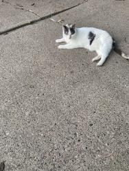 Found/Stray Unknown Cat last seen South Innsbruck Neighborhood, New Brighton, MN 55112