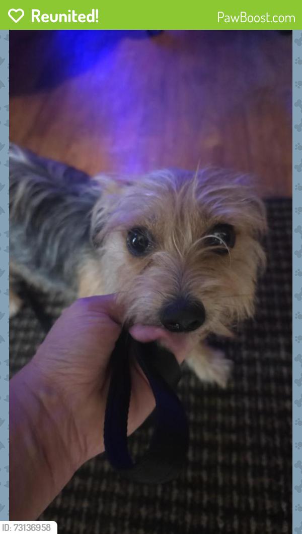 Reunited Male Dog last seen Belltree/ Fleming, Flint, MI 48504