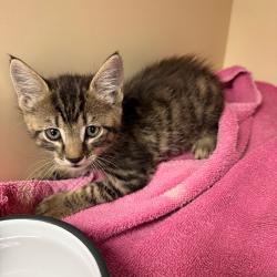 Shelter Stray Female Cat last seen , 8020 Washington St, Port Richey, FL 34668, USA