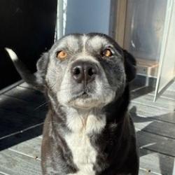 Shelter Stray Female Dog last seen , 1500 Idalia Rd NE, Bernalillo, NM 87004, USA