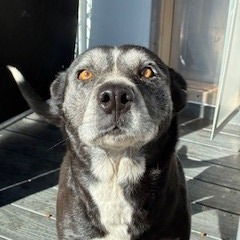 Shelter Stray Female Dog last seen , 1500 Idalia Rd NE, Bernalillo, NM 87004, USA