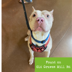 Shelter Stray Male Dog last seen , 1211 Old Graves Mill Rd, Lynchburg, VA 24502, USA