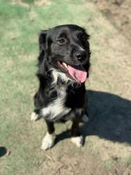 Reunited Male Dog last seen lake charlene, Pensacola, FL 32506