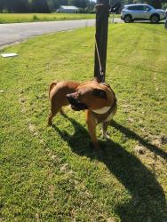 Found/Stray Male Dog last seen Old Zion Hill & Omo Road, Chesterfield County, VA 23234