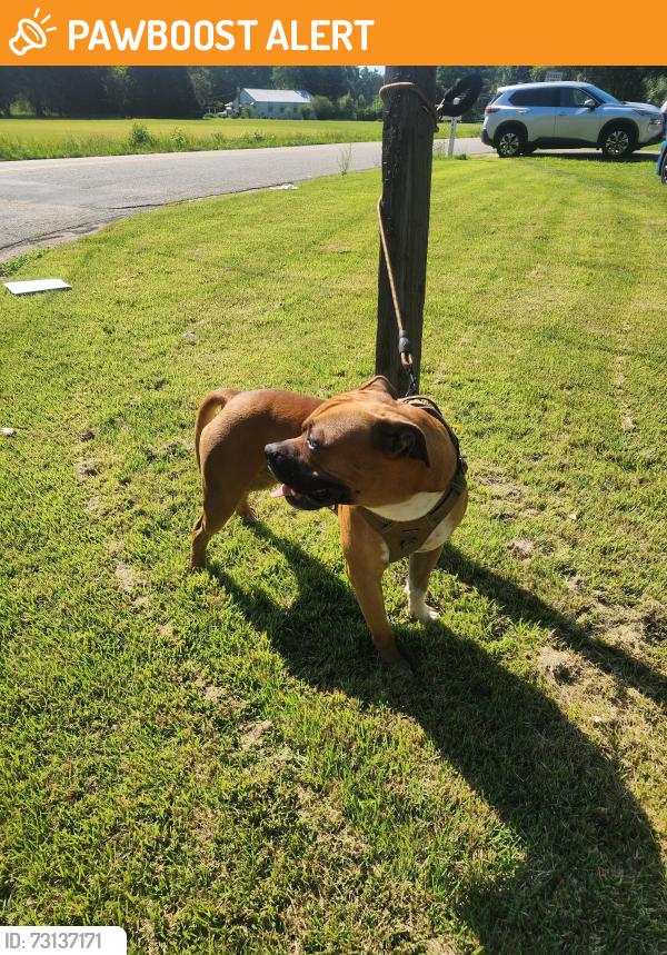 Found/Stray Male Dog last seen Old Zion Hill & Omo Road, Chesterfield County, VA 23234